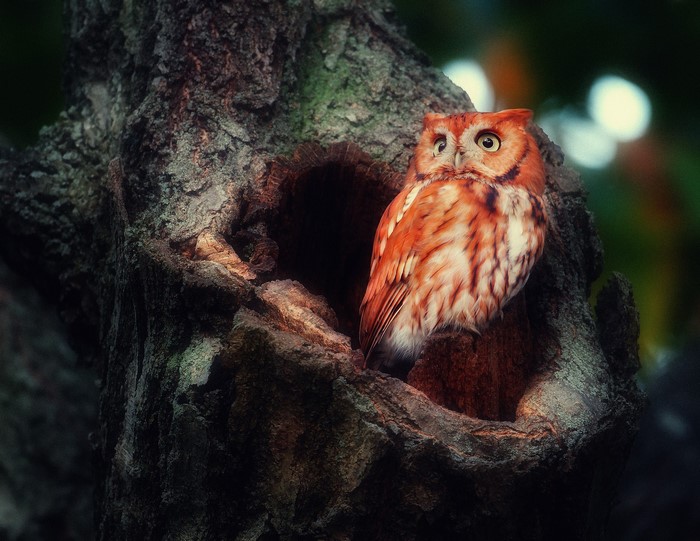 Orange owl perched in a tree hollow