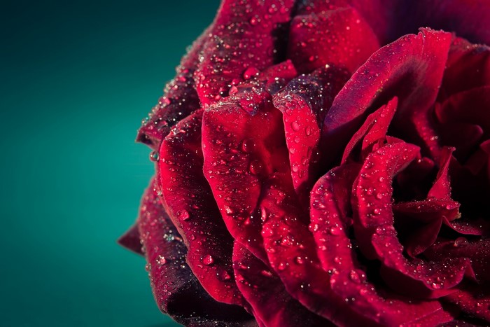 Close-up of a red rose with water droplets