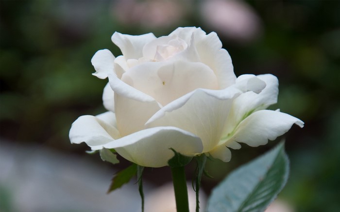 Close-up of a white rose