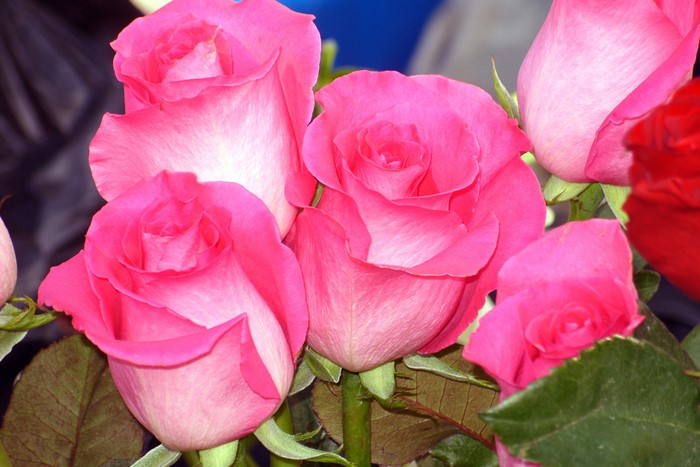 Pink and Red Roses