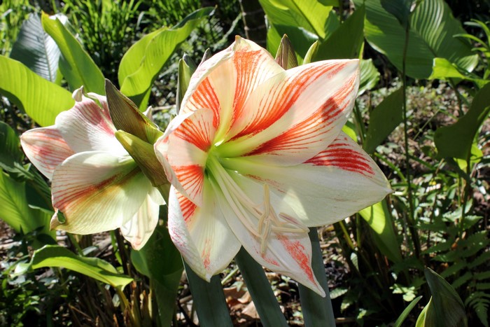Amaryllis flowers with red stripes