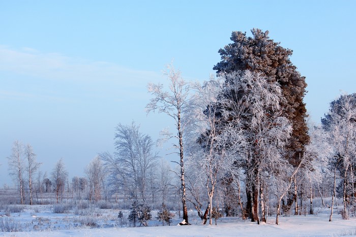 Winter landscape with snow-covered trees and blue sky