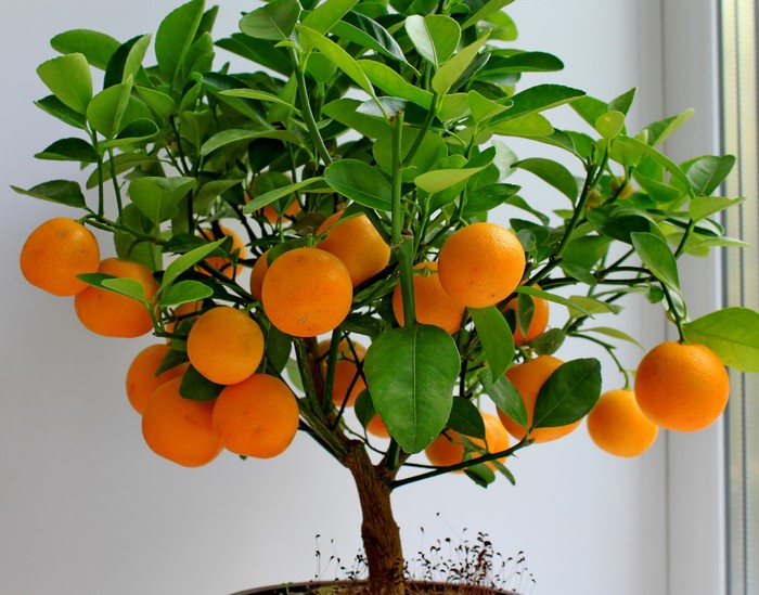 A potted citrus tree with many ripe fruits