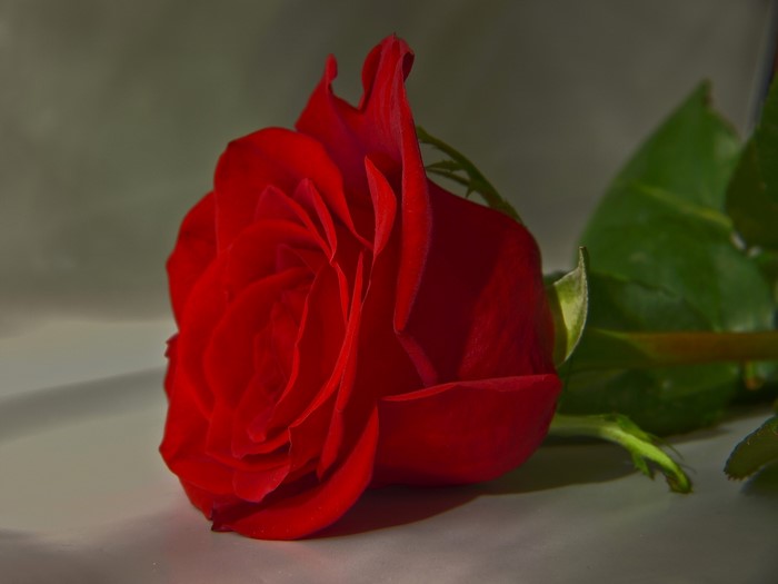 A single red rose with green leaves