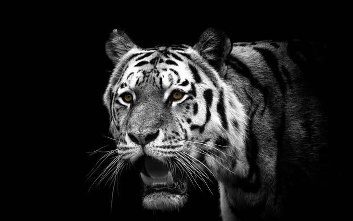 Close-up of a tiger's face with yellow eyes