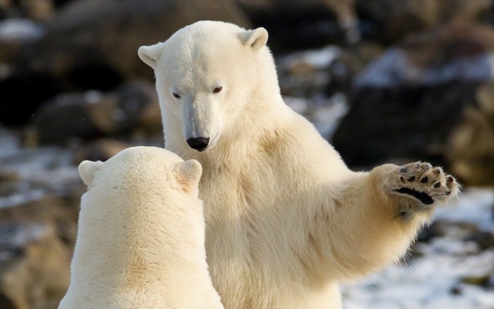 Two polar bears playing in the snow