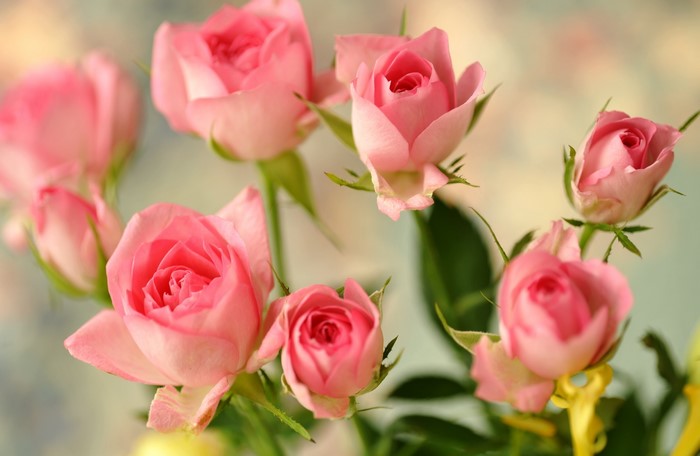 Close-up of Pink Roses