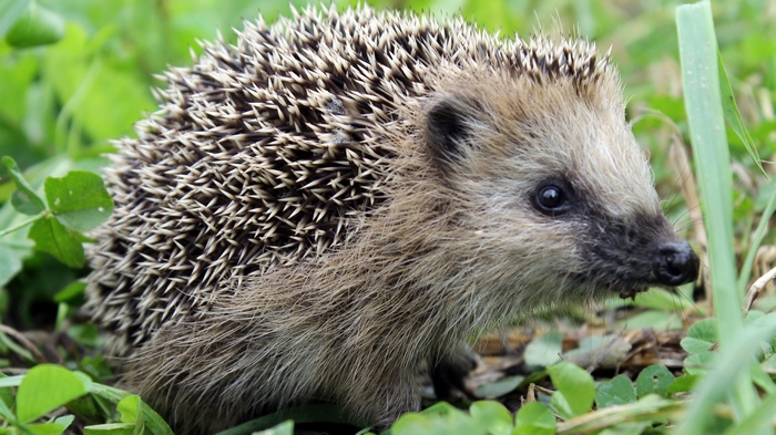 Hedgehog in green grass