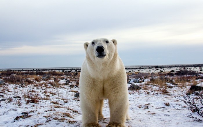 Polar bear standing in a snowy landscape