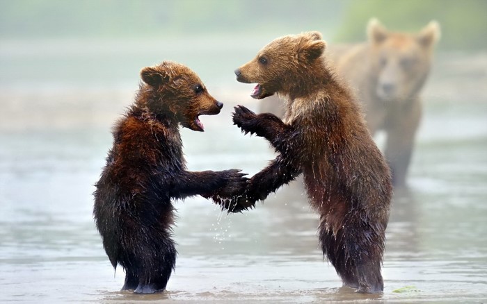 Two young brown bears play in water with another bear behind