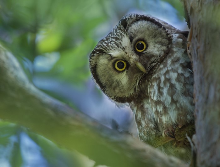 Boreal owl peeking from tree branches