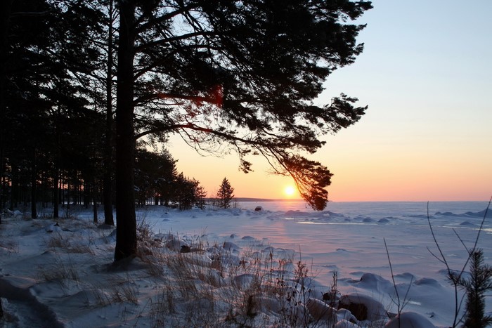 Winter sunset over a frozen lake with pine trees