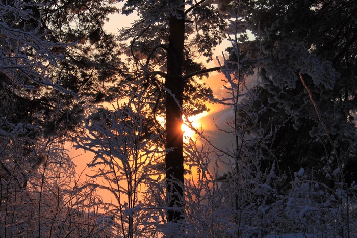 Winter Sunrise Through Snowy Trees