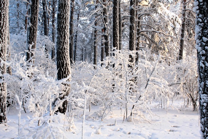 Snow-covered forest in winter