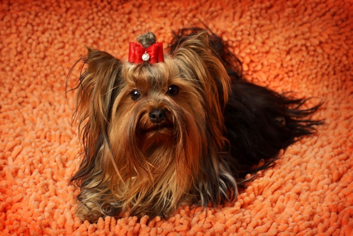 Yorkshire Terrier with a red bow