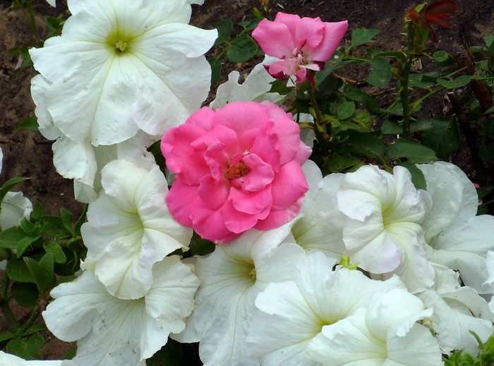 Pink rose and white petunias in a garden