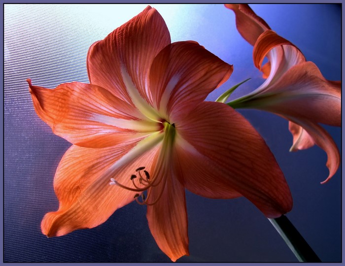 Close-up of a red Amaryllis flower