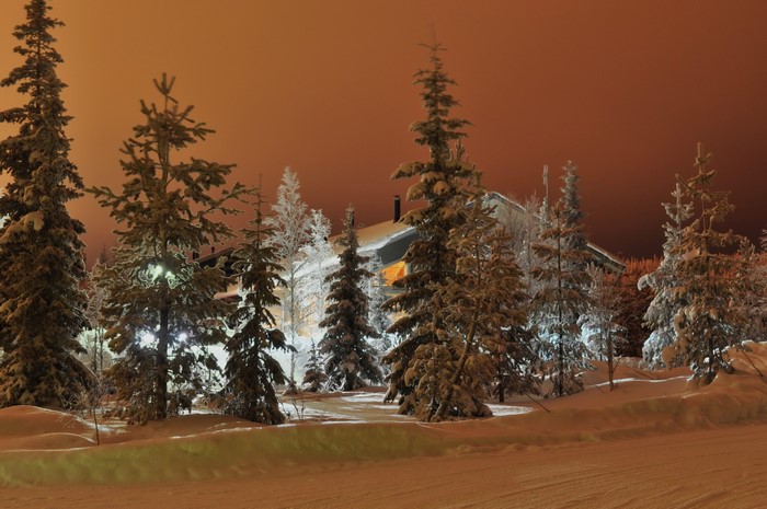 Snow-covered trees at night with a building