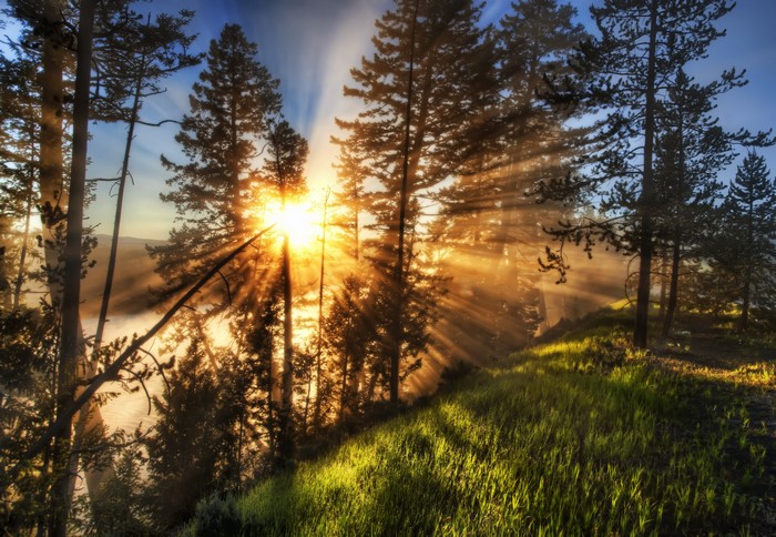 Sunbeams through trees over a grassy hill