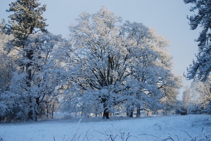 Snow covered trees in a winter landscape
