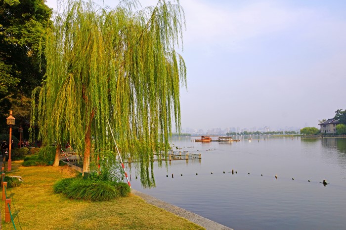 Weeping Willow Tree by a Lake in China