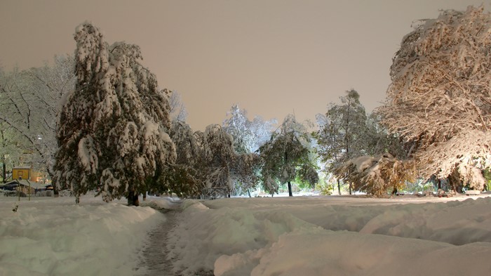 Winter park with snow-covered trees at night