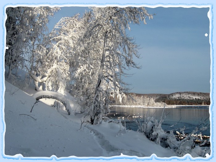 Snow-covered trees by a lake in winter
