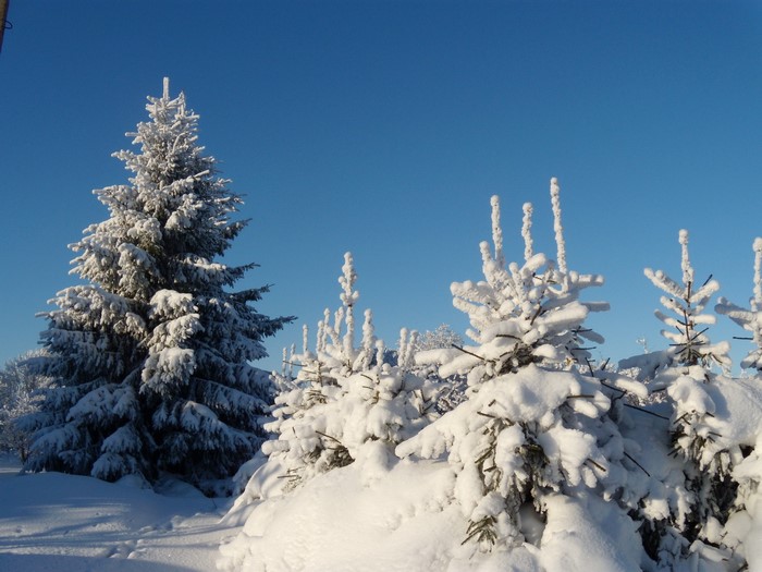 Snow-covered fir trees under a clear blue sky