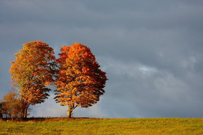 Autumn trees against a cloudy sky