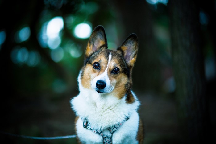 Welsh Corgi dog looking at the camera