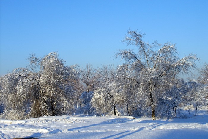Trees covered in ice and snow under a clear blue sky