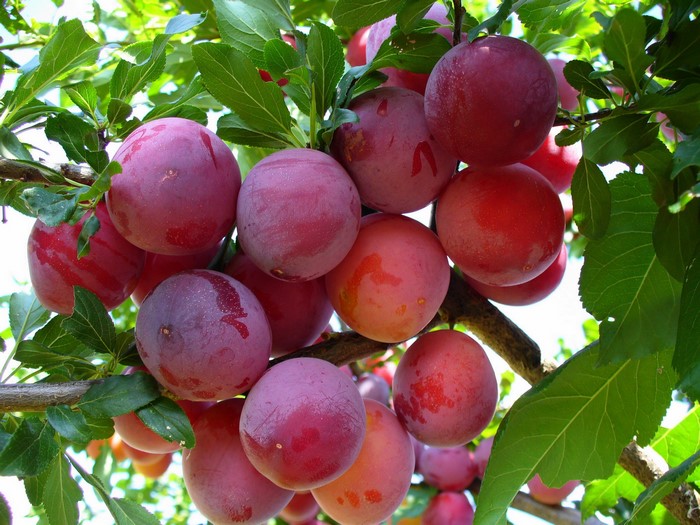 Plums on a tree branch with green leaves