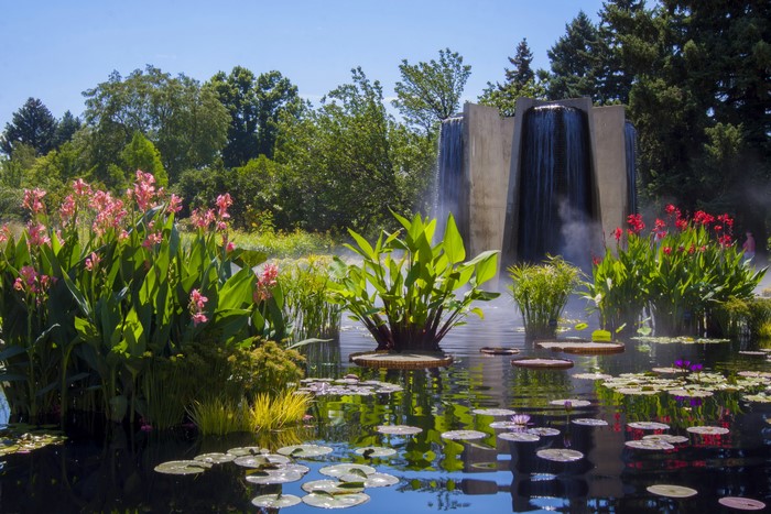 Water lilies and flowers in a garden pond with a waterfall