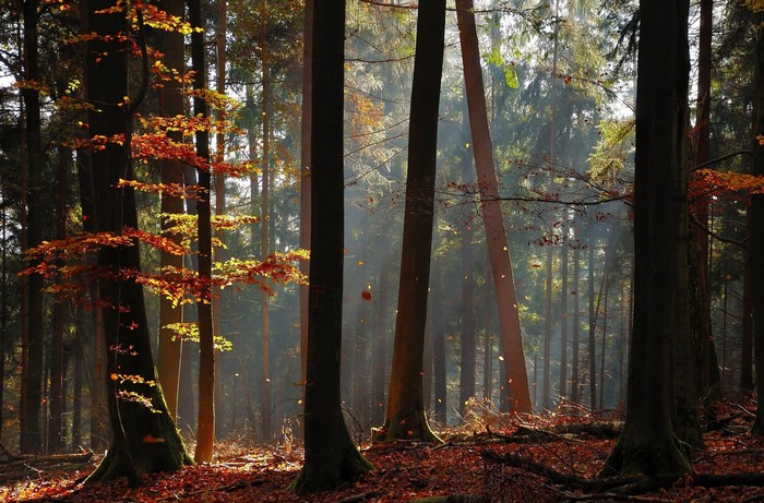 Sunlight filtering through trees in an autumn forest