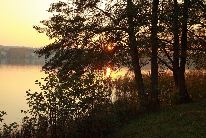 Sunset over a lake with trees and reeds