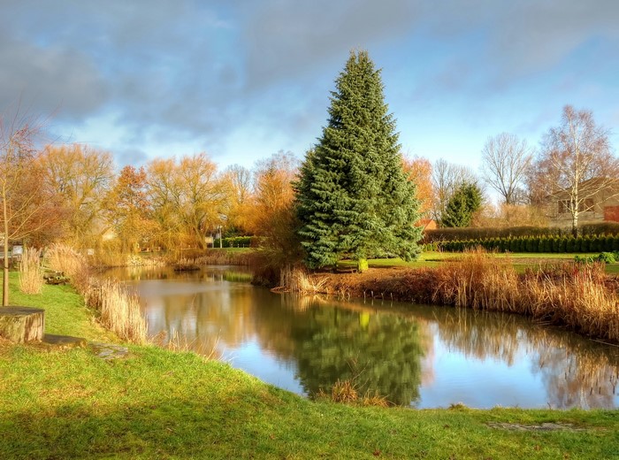 Autumn landscape with a lake and a large spruce tree
