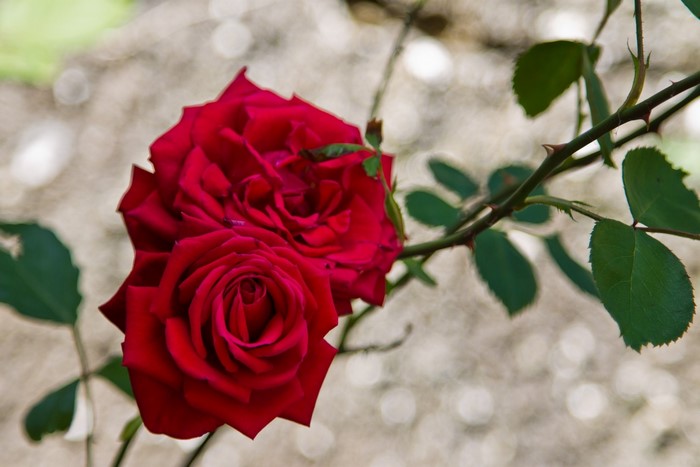 Two red roses on a thorny branch