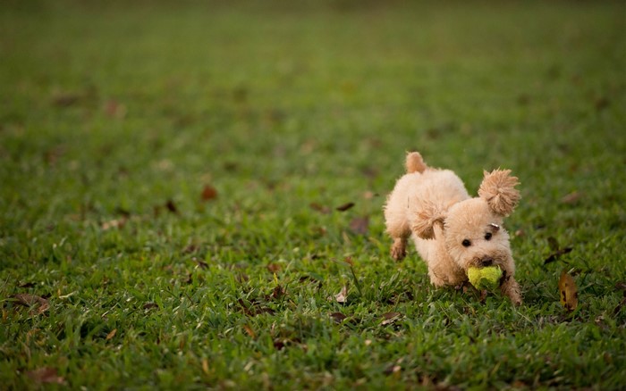 A small poodle dog runs with a ball in its mouth on green grass.