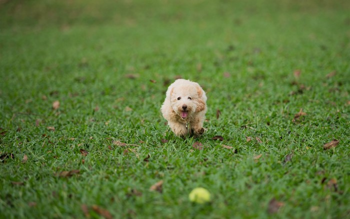 A fluffy poodle puppy runs on green grass