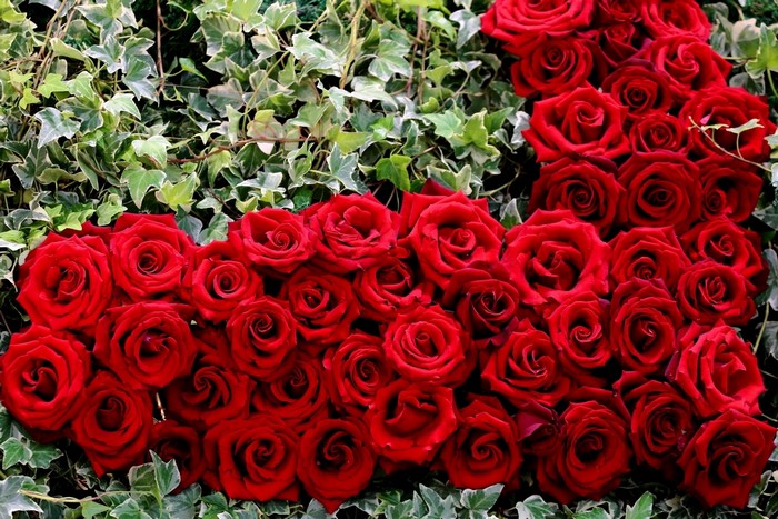 A large arrangement of red roses and ivy
