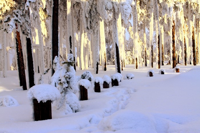 Snow-covered forest with trees laden with ice