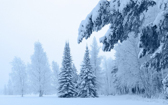 Snow-covered trees in a winter forest