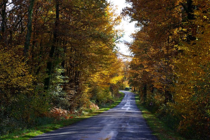 Road through an autumn forest