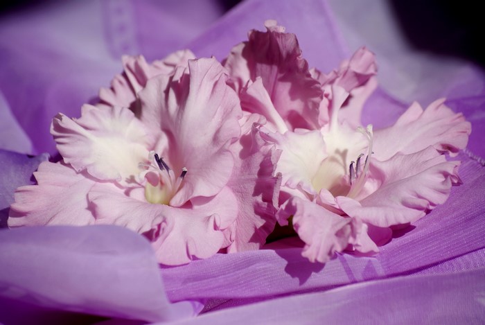 Pink Gladioluses on Purple Fabric