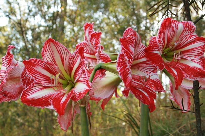 4K Amaryllis Flowers