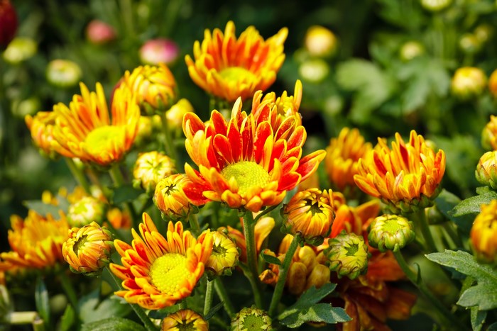 Orange and yellow chrysanthemums in bloom