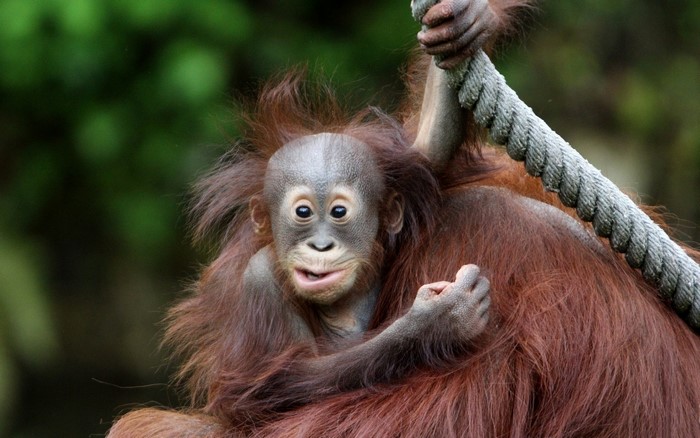 Baby orangutan clinging to a rope