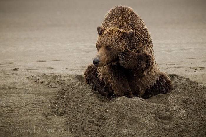 Brown bear sitting in sand on a beach