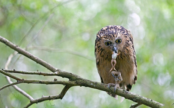 Brown owl perched on a branch eating a frog