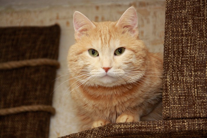 Orange cat with green eyes looking forward